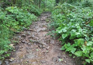 Percorso Marcia Wattwiller - 04-08-23 tour Vosges J4 : Hirtzenstein - Grand Ballon - Photo