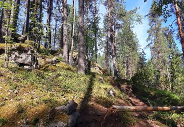 Trail On foot Rautalampi - Kalajan kierros - Photo