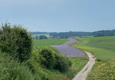 Randonnée Marche Gerpinnes - Bivouac de Wagnèe  - Photo