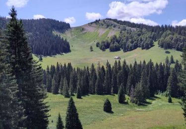 Tour Wandern Les Rousses - Mont Sala vue sur le Leman - Photo