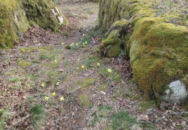 Tocht Stappen Le Bez - le merle - Photo