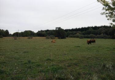 Excursión A pie Velemér - Sárgaliliom tanösvény - Photo