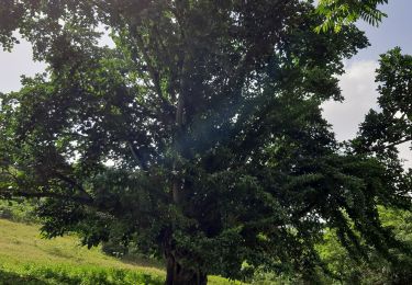 Tour Wandern Les Trois-Îlets - Accès  Haut de la Pagerie.  - Photo