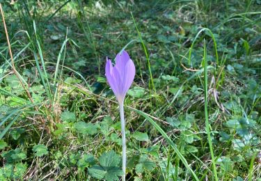 Tour Wandern Saint-Agnan-en-Vercors - Rocher du mas (vercors) - Photo