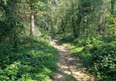Trail Walking Moigny-sur-École - Moigny-sur-École  - Photo