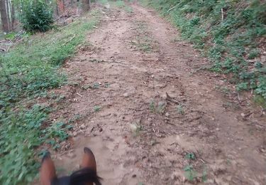 Trail Horseback riding Saint-Félicien - rochefort version longue - Photo