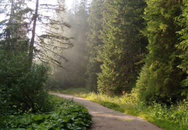 Excursión A pie Gheorgheni - Valea Cupaș - Șaua Niergheș - Photo