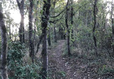 Trail Walking Sion-les-Mines - 08.09.2019 - SION LES MINES - Photo