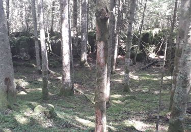 Tocht Noords wandelen Villard-de-Lans - gorges de la Bourne - Photo