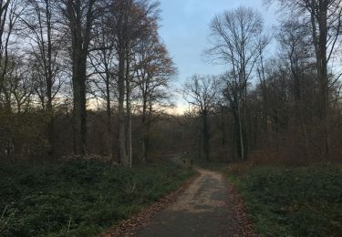 Trail Walking Saint-Nom-la-Bretèche - Un tour en Forêt de Marly - Photo