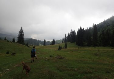 Trail On foot  - Complex turistic Padiș - Măgura Vânătă - Șaua Vărășoaia - Photo
