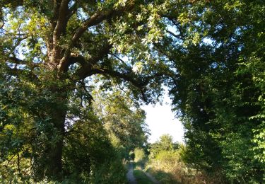 Trail Walking Frocourt - Sentier de Frocourt - Photo