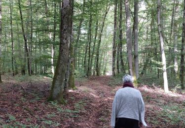 Trail Walking Capavenir-Vosges - Forêt Domevre - Photo
