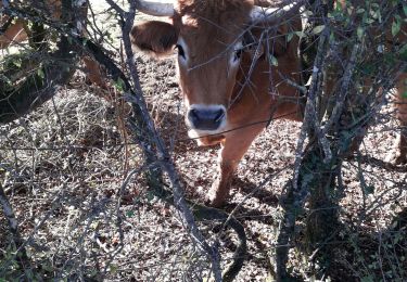 Trail Walking Guignicourt-sur-Vence - guignicourt - Photo