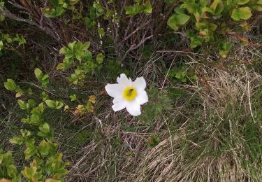 Tour Nordic Walking Le Valtin - sentier des roches schissroth pt honeck 3 fours - Photo