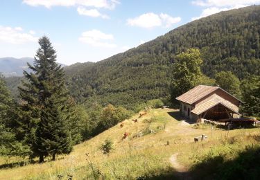 Trail Walking Mollau - le rimbachkopf depuis Mollau - Photo