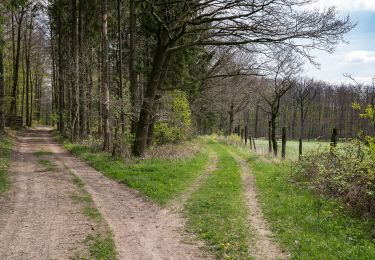 Trail On foot Schieder-Schwalenberg - Wanderweg A6 (bei Schwalenberg) - Photo
