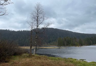 Tocht Stappen La Bresse - Lispach - Photo