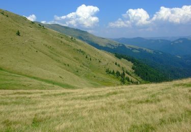 Percorso A piedi Repedea - Repedea-Culmea Rugasului-Lacul Vinderel - Photo