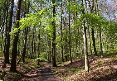 Randonnée Marche Hoeilaert - Forêt de Soignes 1 - départ Groenendael - Photo