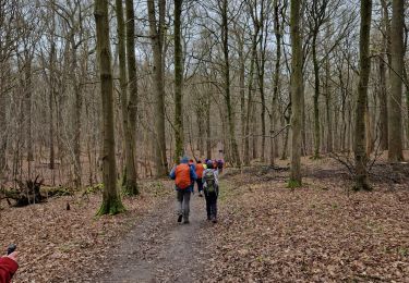 Tour Wandern Hoeilaart - Forêt de Soignes - Photo