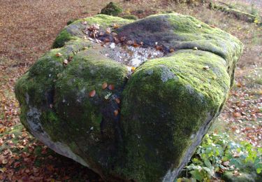 Percorso A piedi Kalbach - Kalbach Wanderweg Sparhof 4 - Photo