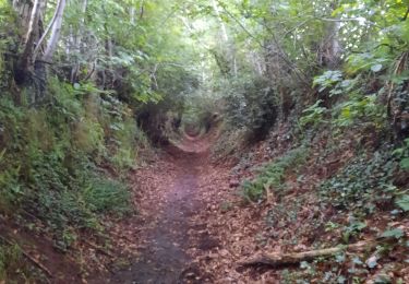 Trail Walking Fougères - GR_37_AF_20_Fougeres_Chapelle-Janson_20210619 - Photo