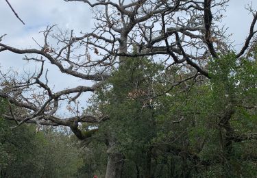 Trail Walking Signes - Siou blanc  - Photo