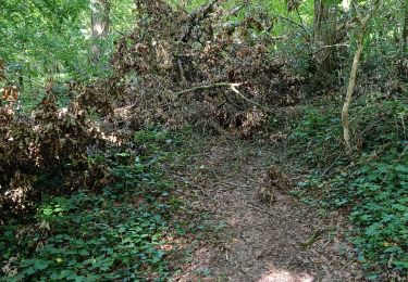 Tour Wandern Vauchassis - Forêts Vauchassis Pprugny - Photo