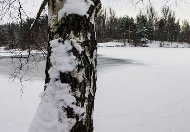 Percorso A piedi Forst Kleinschwarzenlohe - Jägersee Bienenweg No.2 - Photo