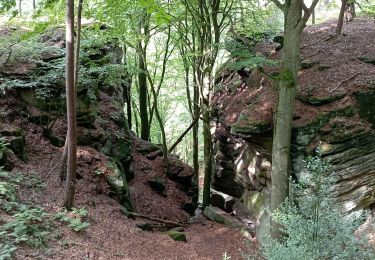 Tocht Stappen Berdorf - Berdorf (Luxembourg) - Photo