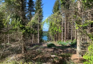 Randonnée Marche Cayres - Moyen tour du lac du Bouchet  - Photo