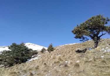 Trail Touring skiing Valdeblore - Mont Petoumier. Mont Pépoiri - Photo