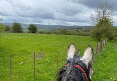 Trail Horseback riding Theux - Ninglinspo  - Photo