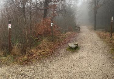 Trail Walking Waimes - Brasserie Peak 10 Km - Photo