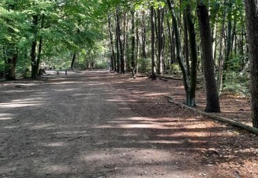 Tocht Noords wandelen Belœil - Stambruges - Photo