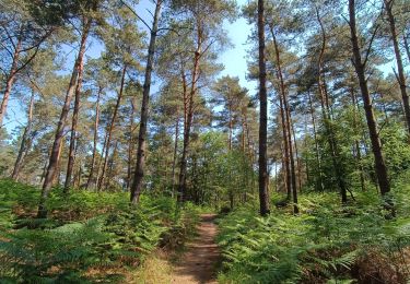 Trail Walking Coye-la-Forêt - Boucle Forêt de Coye - Photo
