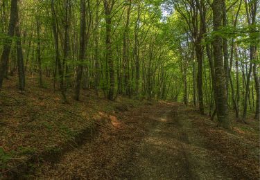 Trail On foot Varzi - IT-1 - Photo