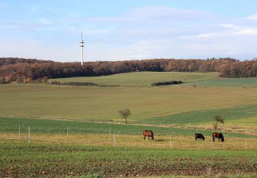 Percorso A piedi Sangerhausen - DE-Grüner Balken - Photo