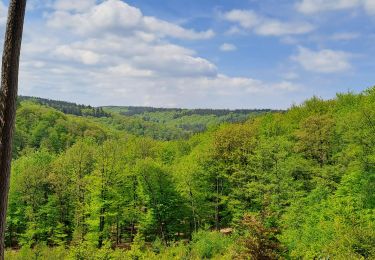 Trail Walking Eupen - Lac eupen croi bleue - Photo