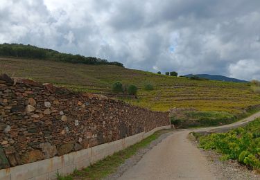 Randonnée Marche Collioure - commioure entre pradells et consolation  - Photo