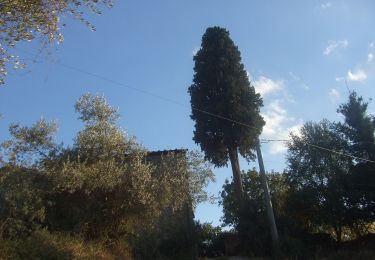 Trail On foot Arezzo - IT-549/B - Photo