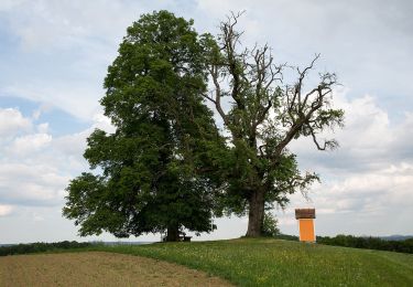 Randonnée A pied Sankt Stefan im Rosental - Zur Waldschule/Erlebnispfad - Photo