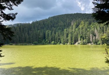Trail Walking Le Valtin - Le lac vert - Photo
