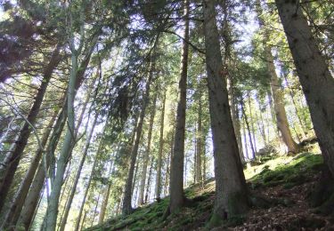 Percorso A piedi Malmedy - Barrage : Château - Warche - Bayehon - Ovifat - Photo