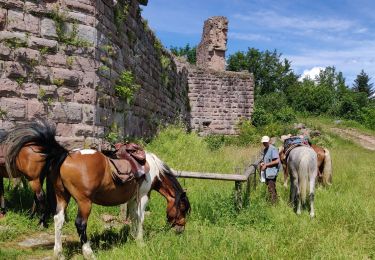 Trail Horseback riding Orbey - 2020-06-28 WE Orbey Petit Hohnack Glasborn - Photo