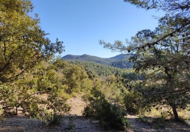 Tour Wandern Vitrolles-en-Luberon - Vitrolles - Photo