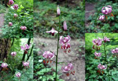 Trail Walking Saint-Alban-Leysse - Boucle des Passerelles de la LEYSSE-2020-06-13 - Photo