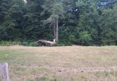 Tocht Stappen Rochefort - Han -sur-Lesse _ Marche privée  - Photo