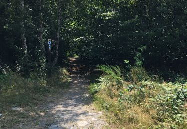 Trail Walking La Roche-en-Ardenne - Transardennaise Étape 1 - Photo